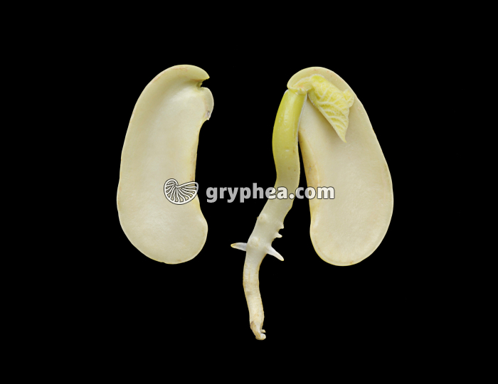 Haricot (Phaseolus vulgaris) - Germination (3ème jour) - gryphea.org